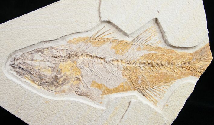 Bargain Mioplosus Fossil Fish #10516